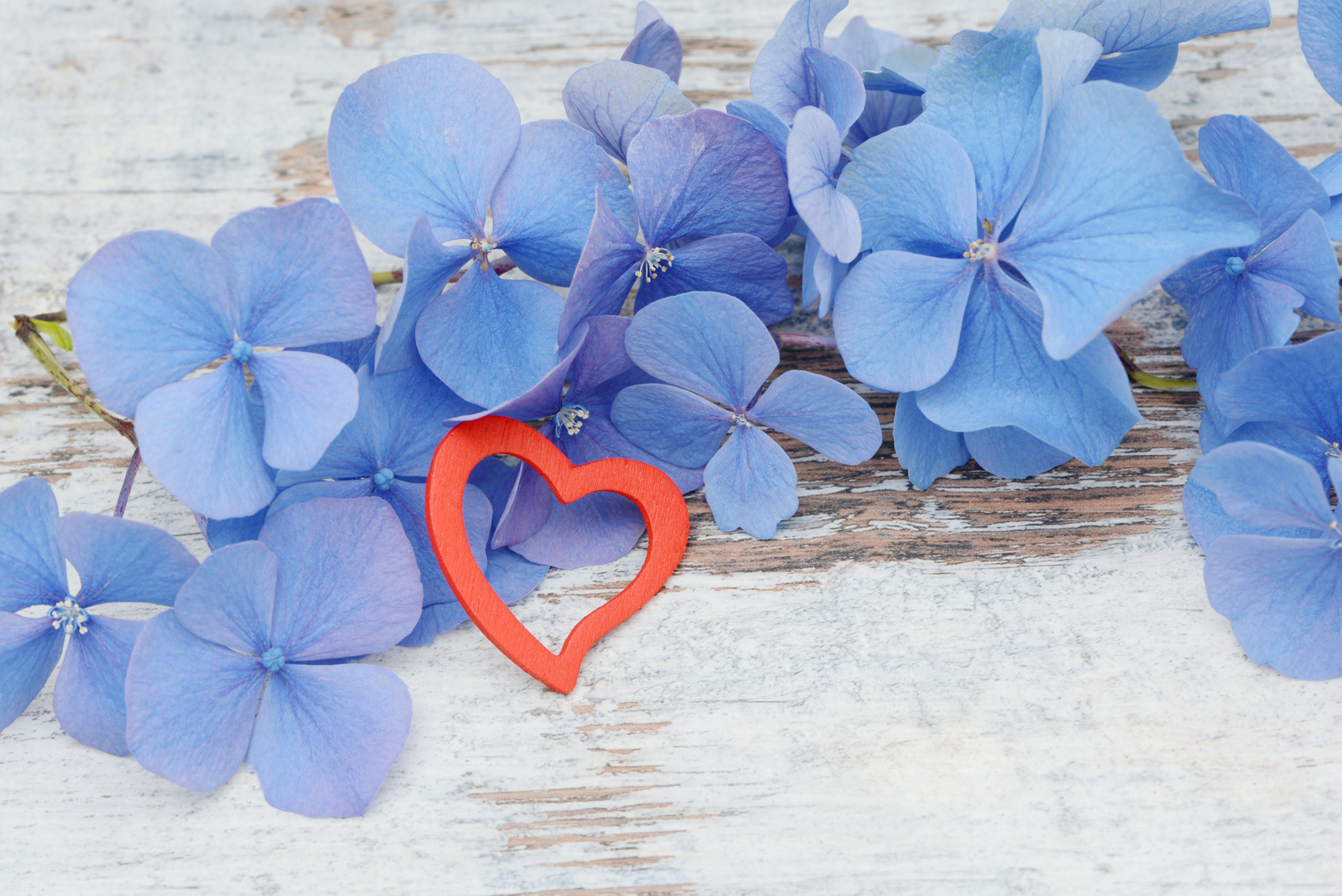 ¿Rejuvenecer corazones?